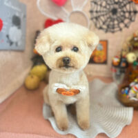 【本店】2022年10月20日のワンちゃん達♪