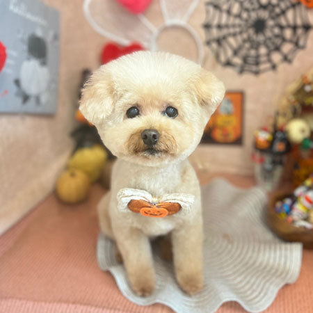 【本店】2022年10月20日のワンちゃん達♪