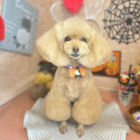 【本店】2022年10月21日のワンちゃん達♪