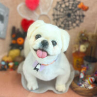 【本店】2022年10月22日のワンちゃん達♪