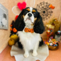 【本店】2022年10月9日のワンちゃん達♪