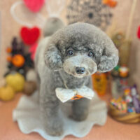 【本店】2022年10月3日のワンちゃん達♪