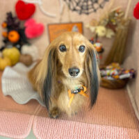 【本店】2022年10月7日のワンちゃん達♪