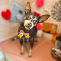 【本店】2022年10月23日のワンちゃん達♪