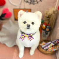 【本店】2022年10月28日のワンちゃん達♪