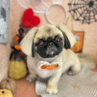 【本店】2022年10月29日のワンちゃん達♪