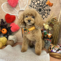 【本店】2022年10月6日のワンちゃん達♪