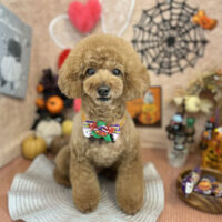 【本店】2022年10月15日のワンちゃん達♪