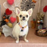 【本店】2022年10月30日のワンちゃん達♪