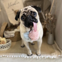 【本店】2022年10月31日のワンちゃん達♪