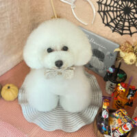 【本店】2022年10月1日のワンちゃん達♪