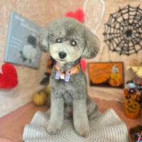 【本店】2022年10月2日のワンちゃん達♪