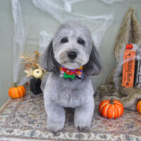 【山手店】2022年10月1日のワンちゃん達♪