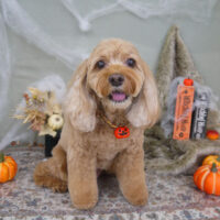 【山手店】2022年10月2日のワンちゃん達♪