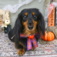 【山手店】2022年10月3日のワンちゃん達♪