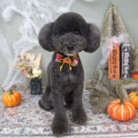 【山手店】2022年10月6日のワンちゃん達♪