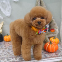 【山手店】2022年10月7日のワンちゃん達♪