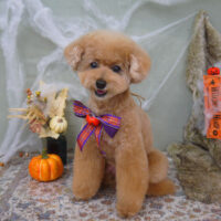 【山手店】2022年10月8日のワンちゃん達♪