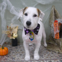 【山手店】2022年10月9日のワンちゃん達♪