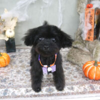 【山手店】2022年10月13日のワンちゃん達♪