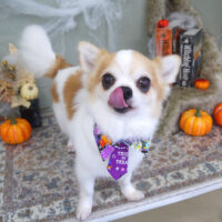 【山手店】2022年10月14日のワンちゃん達♪