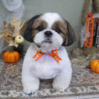 【山手店】2022年10月15日のワンちゃん達♪