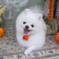 【山手店】2022年10月16日のワンちゃん達♪