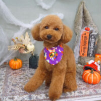 【山手店】2022年10月17日のワンちゃん達♪