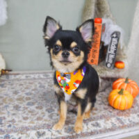 【山手店】2022年10月20日のワンちゃん達♪