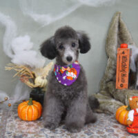 【山手店】2022年10月21日のワンちゃん達♪