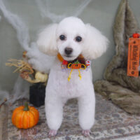 【山手店】2022年10月22日のワンちゃん達♪