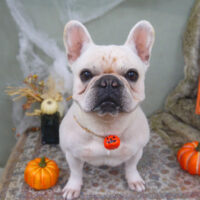 【山手店】2022年10月23日のワンちゃん達♪