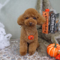 【山手店】2022年10月24日のワンちゃん達♪