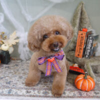 【山手店】2022年10月27日のワンちゃん達♪