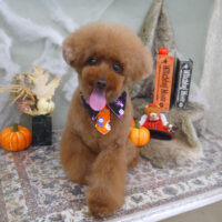 【山手店】2022年10月28日のワンちゃん達♪