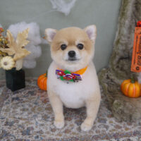 【山手店】2022年10月29日のワンちゃん達♪