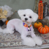 【山手店】2022年10月31日のワンちゃん達♪