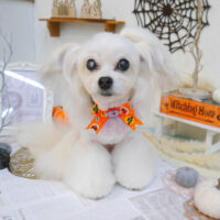 【池下店】2022年10月1日のワンちゃん達♪