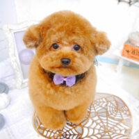 【池下店】2022年10月2日のワンちゃん達♪