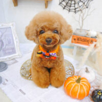 【池下店】2022年10月3日のワンちゃん達♪