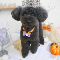 【池下店】2022年10月7日のワンちゃん達♪