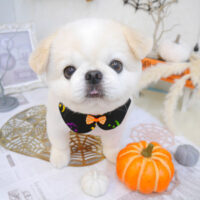 【池下店】2022年10月8日のワンちゃん達♪