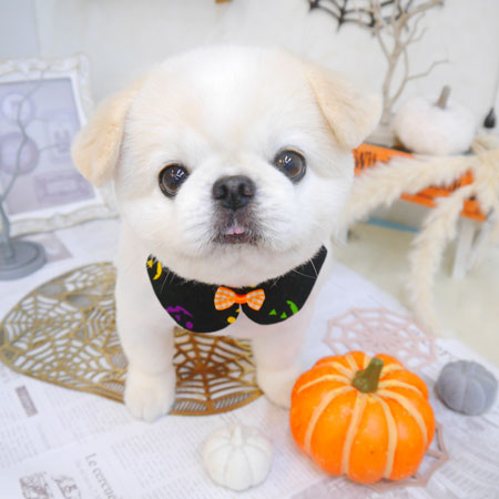 【池下店】2022年10月8日のワンちゃん達♪