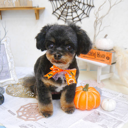 【池下店】2022年10月9日のワンちゃん達♪