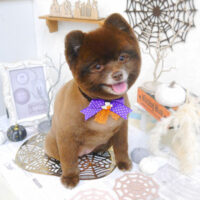 【池下店】2022年10月13日のワンちゃん達♪