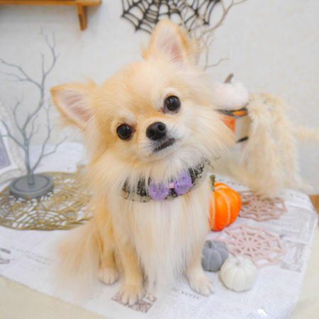 【池下店】2022年10月14日のワンちゃん達♪