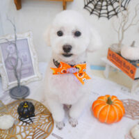 【池下店】2022年10月16日のワンちゃん達♪