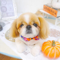 【池下店】2022年10月17日のワンちゃん達♪