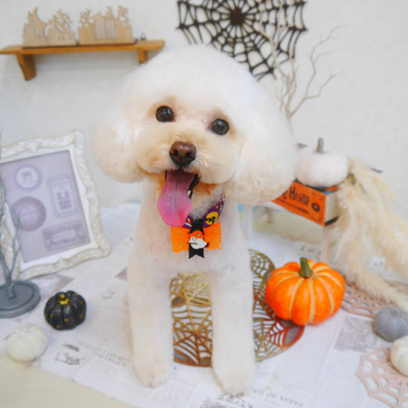 【池下店】2022年10月15日のワンちゃん達♪