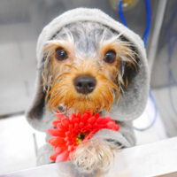 【池下店】2022年10月20日のワンちゃん達♪